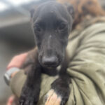 Mischling Minna, 10/2021, Endgröße ca. 45 cm