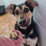 Mischling Pedro, 09/2021, Endgröße ca. 60 cm