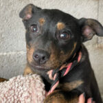 Mischling Sista, 11/2021, Endgröße ca. 45 cm