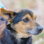 Mischling Dżeki, 01/2016, ca. 30 cm