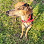 Galgo Alejandra, 02/2020, ca. 63 cm, 76448 Durmesheim