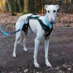 Galgo Bartolo, 06/2019, ca. 68 cm, 63811 Stockstadt