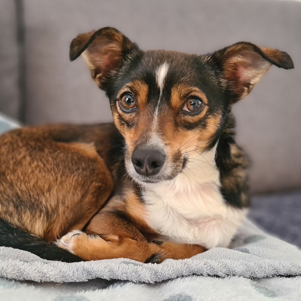 Jack Russell Papillon Bella hat ihr Zuhause! SALVA Hundehilfe e.V.