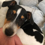 Jack Russel Mischling Boliche, 10/2021, Endgröße ca. 40 cm