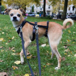 Mischling Cai, ca. 12/2011, ca. 35 cm, 39108 Magdeburg