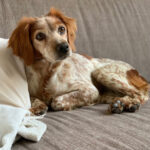 Bretone Mischling Caye, 01/2018, 45 cm, 10967 Berlin