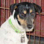 Bodeguero Mischling Centinel, 02/2020, ca. 45 cm