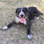 Mischling Cheto, ca. 2016, ca. 53 cm, 16225 Eberswalde