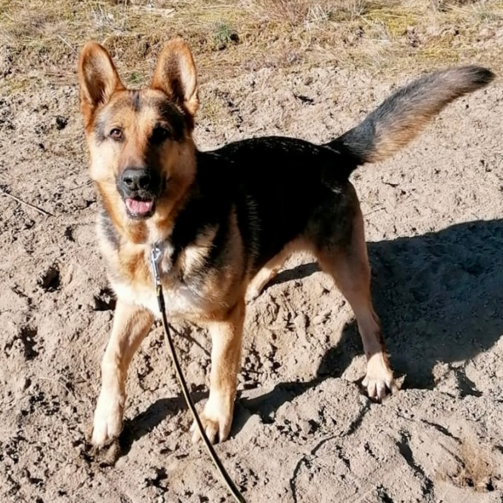 Schäferhund Cody, 12/2014, 60 cm, 29410 Salzwedel