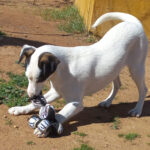 Bodeguero Dormilona, 08/2021, 40 cm