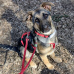 Deutscher Schäferhund Erik, 10/2021, ca. 60cm Endgröße, 66346 Püttlingen