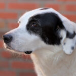 Bodeguero Münsterländer Mischling Eyka, 09/2015, ca. 55 cm, 25579 Fitzbek