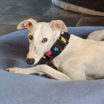 Galgo Galetta, 07/2018, ca. 65 cm, 26629 Grossefehn