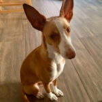 Podenco Golfo, 10/2019, ca. 40 cm, 24975 Hürup