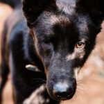 Schäferhund Gordo, 06/2020, ca. 55 cm