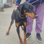 Dobermann Hades, 04/2021, ca. 70 cm