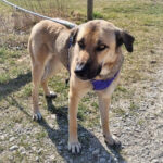 Mischling Hanna, 06/2017, ca. 60 cm, 86949 Windach