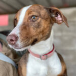 Mischling Lady, 08/2021, ca. 35 cm, 74934 Reichartshausen