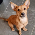 Podenco Maneto Lala, 05/2021, 35 cm, 23701 Eutin