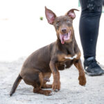 Maneto Mischling Lolo, 11/2021, ca. 35 cm