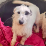 Mischling Luigi, 01/2021, ca. 35 cm