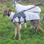 Galgo Manuela, 02/2020, ca. 63 cm, 56584 Anhausen