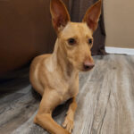 Podenco Maria, 12/2020, 45 cm, 20535 Hamburg