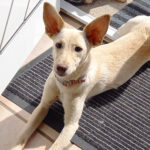 Mischling Maribel, 06/2021, ca. 45 cm, 74934 Reichartshausen