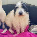 Mischling Mario, 01/2021, ca. 35 cm