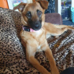 Bardino Malinois Mischling Maud, 07/2021, Endgrösse ca. 60 cm, 06333 Hettstedt