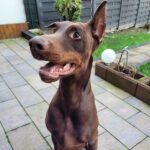 Dobermann Maylo, 08/2016, ca. 75 cm, 42115 Wuppertal