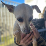 Chihuahua Podenco Mischling Mika, 03/2019, 30 cm