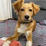 Bodeguero Bretone Mischling Miko, 09/2021, ca. 45 cm, 10997 Berlin