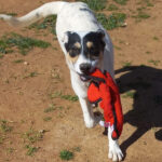 Bodeguero Mocosa, 08/2020, 40 cm