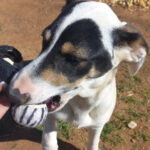 Bodeguero Mudita, 08/2020, 40 cm