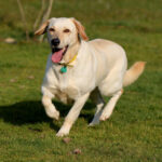 Labrador Niebla, 01/2017, 60 cm, 21258 Heidenau