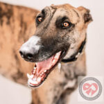 Galgo Orion, 11/2019, 75 cm, 55450 Langenlonsheim