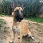 Malinois Plada, 09/2018, 55 cm, 06184 Kabelsketal