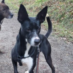 Podenco Mischling Querida, 04/2018, 47 cm, 71540 Murrhardt