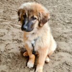 Mischling Sami, 12/2021, Endgröße ca. 60 cm, 23795 Weede