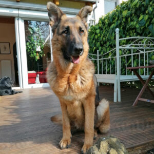 Schäferhund Sasha, ca. 04/2017, ca. 55 cm, 61169 Friedberg