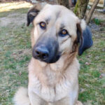 Labrador Mastin Mischling Scott, 07/2020, 65 cm, 86551 Aichach