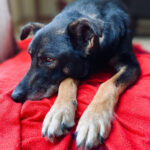 Mischling Shae, ca. 06/2018, 59 cm