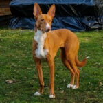 Podenco Shy, ca. 08/2016, ca. 40 cm, 13125 Berlin