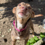 Podenco Siba, ca. 2015, ca. 45 cm