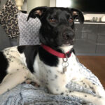 Mischling Simba, 05/2021, ca. 45 cm, 83627 Werngau