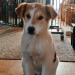 Mischling Smilla, 10/2021, ca. 45 cm, 23560 Lübeck