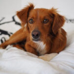 Mischling Toffee, 12/2019, ca. 45 cm, 20149 Hamburg