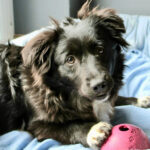 Border Collie Corgi Mischling Tonks, 09/2021, 33 cm, 24558 Henstedt Ulzburg