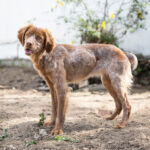 Bretone Trini, 09/2020, ca. 50 cm, 18437 Stralsund